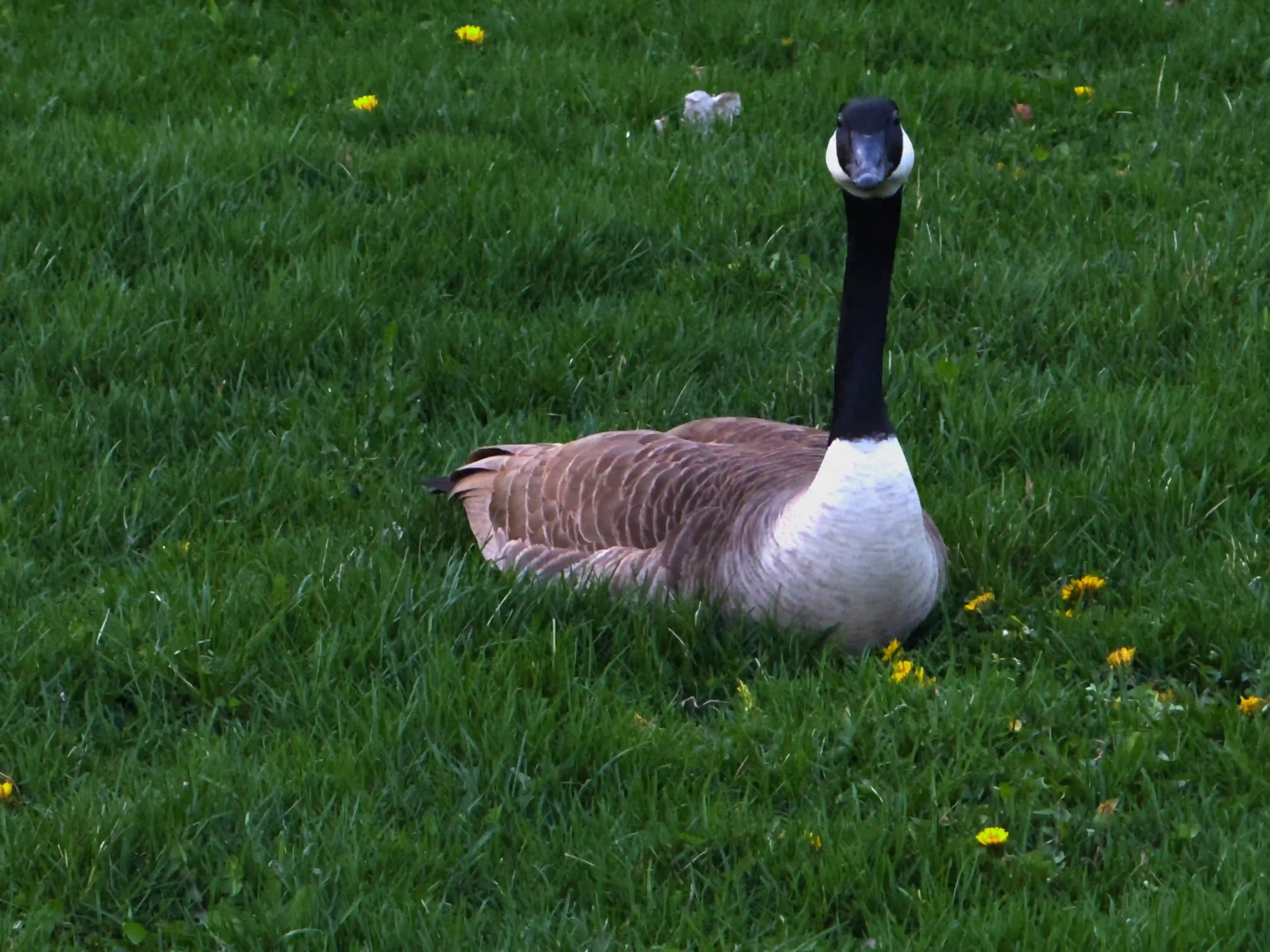 Windsor Image 7