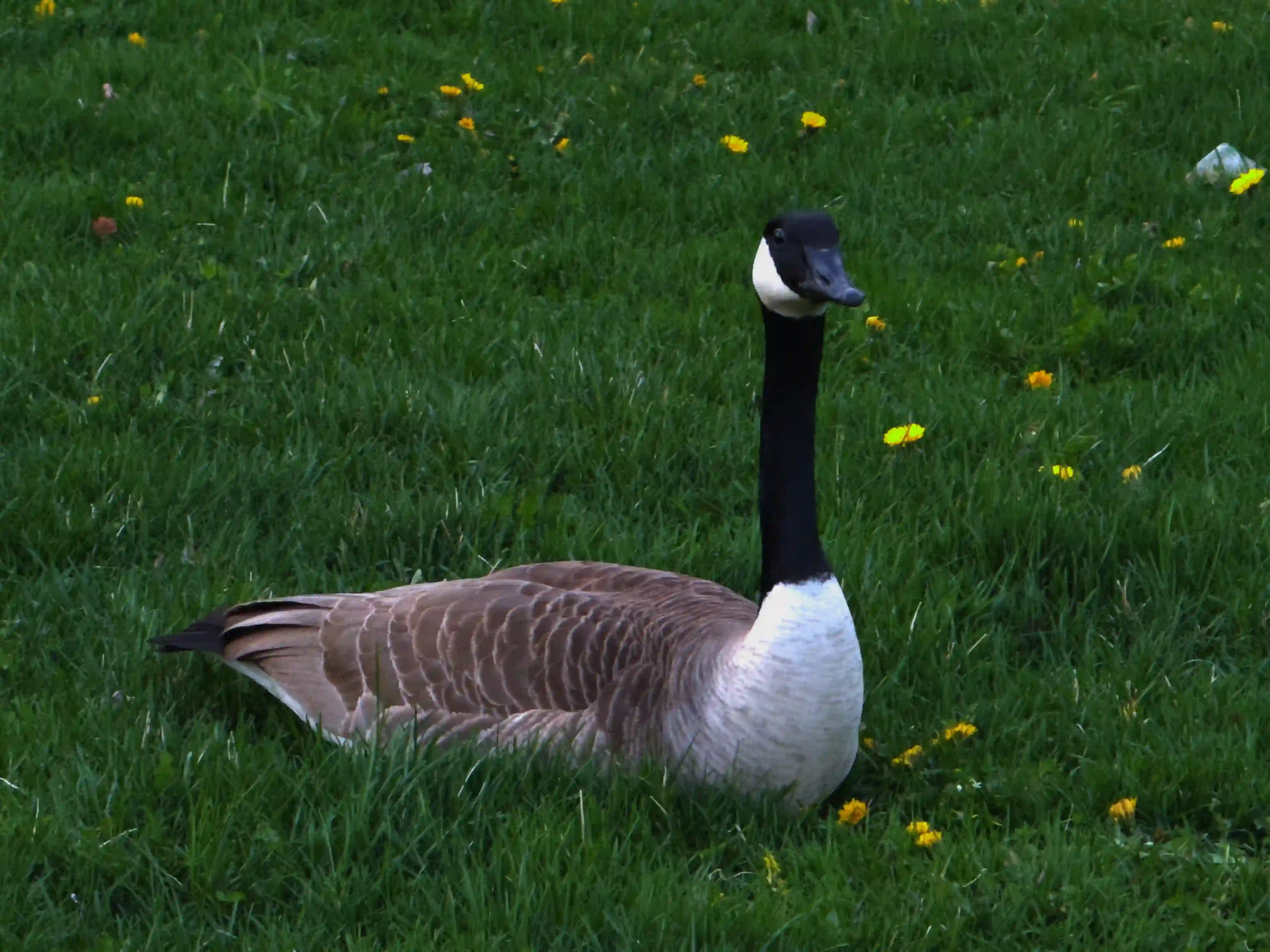 Windsor Image 8